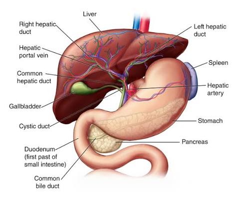 Digestive